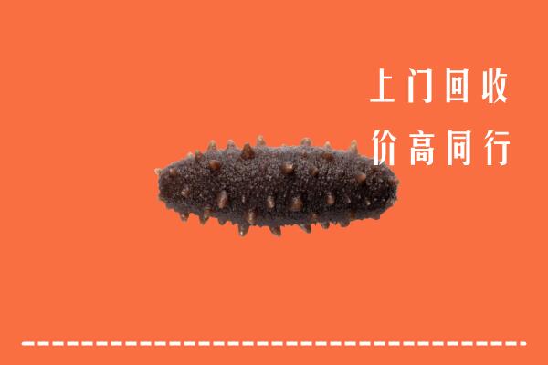 博尔塔拉回收海参